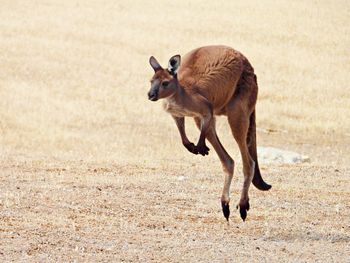 Side view of a kangaroo jumping over land