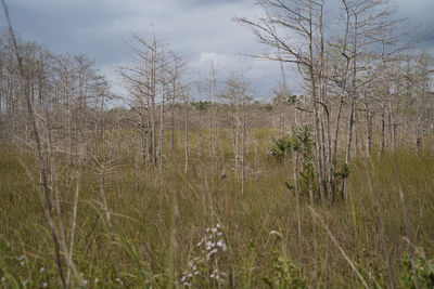 Plants growing on field