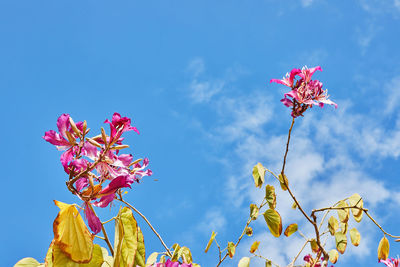 Low angle view of pink flowering plant against blue sky