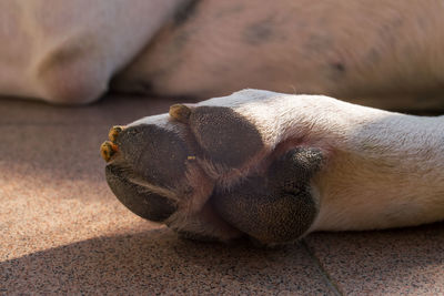 Close-up of a dog sleeping