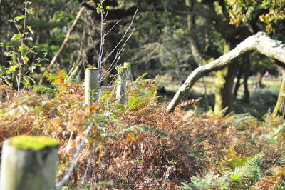 Close-up of plants against trees