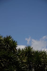 Low angle view of palm trees against blue sky