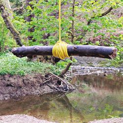 Log cabin by river in forest
