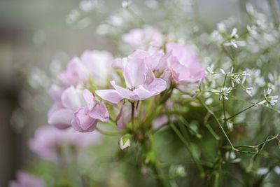 Close-up of pink flowering plant