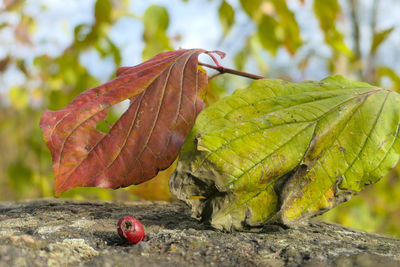 Close-up of red leaves on tree