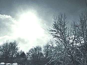 Low angle view of snow covered trees