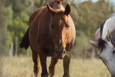 Horses in a field