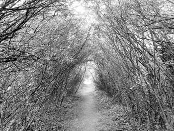 Bare trees in forest