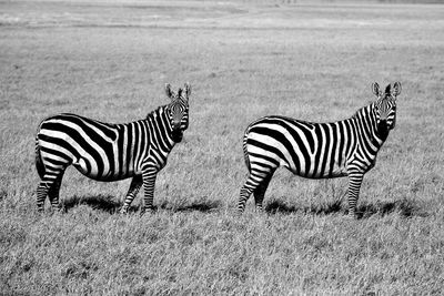 Zebra zebras in a field