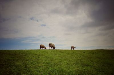 Horses grazing in a field