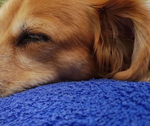 Close-up of dog resting