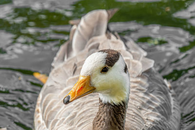 Close-up of duck swimming in lake