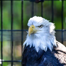 Close-up of eagle in cage