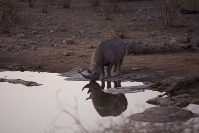 Rhinoceros drinking water from lake
