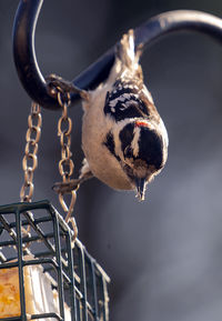 Woodpecker on a high perch