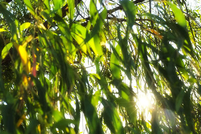 Low angle view of bamboo trees in forest