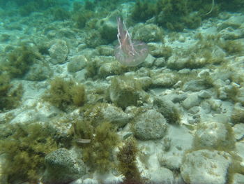 Jellyfish swimming in sea