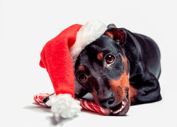 Close-up of dog against white background