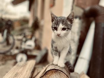 Portrait of cat sitting outdoors