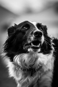 Close-up of a dog looking away