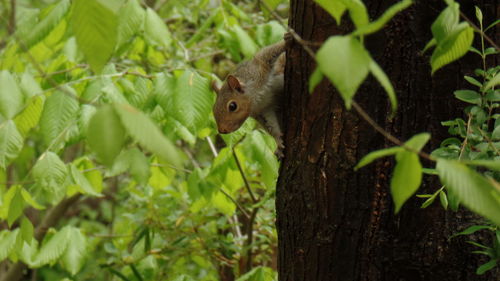 Squirrel on tree trunk in forest