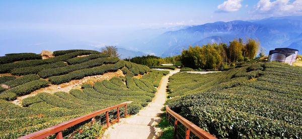 Panoramic view of agricultural field against sky