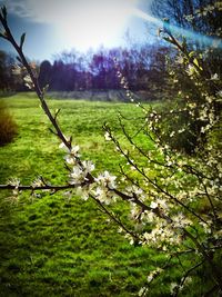 Scenic view of grassy field against sky