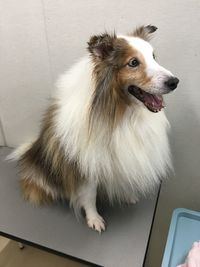 High angle view of dog looking away