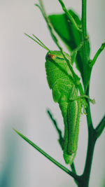 Close-up of insect on plant