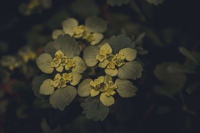 Close-up of yellow flowering plant