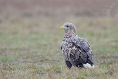 Bird looking away on field