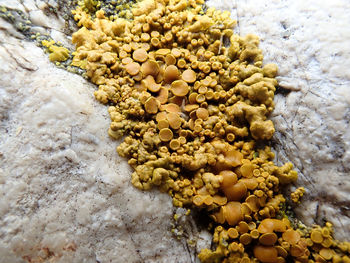 High angle view of yellow flowers