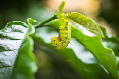 Close-up of insect on leaf