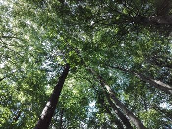 Low angle view of trees in forest