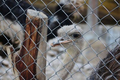 Close-up of chainlink fence in cage