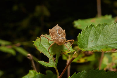 Close-up of insect on leaf