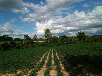 Scenic view of agricultural field against sky