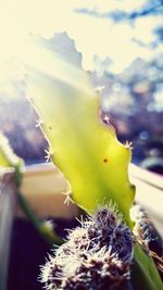 Close-up of plant against the sky