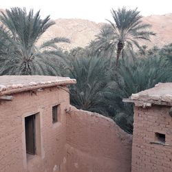 Palm tree and buildings against sky