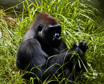 Close-up of gorilla