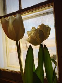 Close-up of flower vase on window sill at home