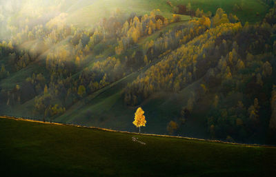 Scenic view of single birch tree on field against mountain at sunset during autumn