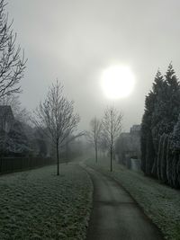 Empty road along trees