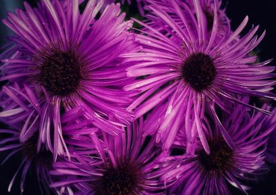 Close-up of purple flowers