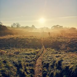 Scenic view of field against bright sun