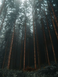 Low angle view of pine trees in forest