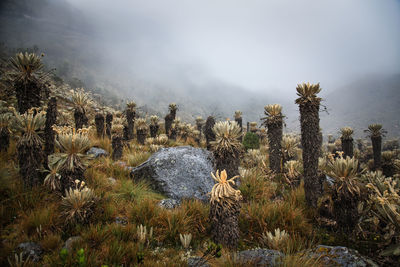 Panoramic view of plants on field against sky