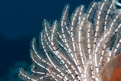 Close-up of peacock