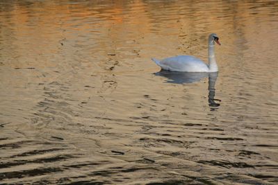 High angle view of swan swimming on lake