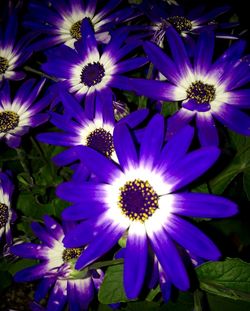 Close-up of purple flower